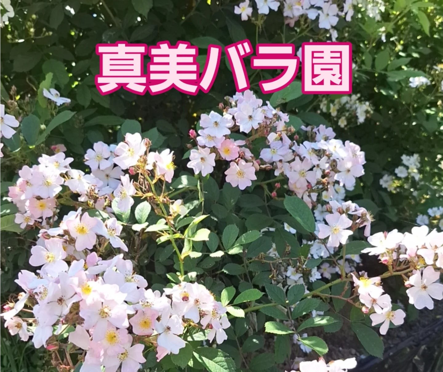 真美バラ園の紹介写真_1枚目