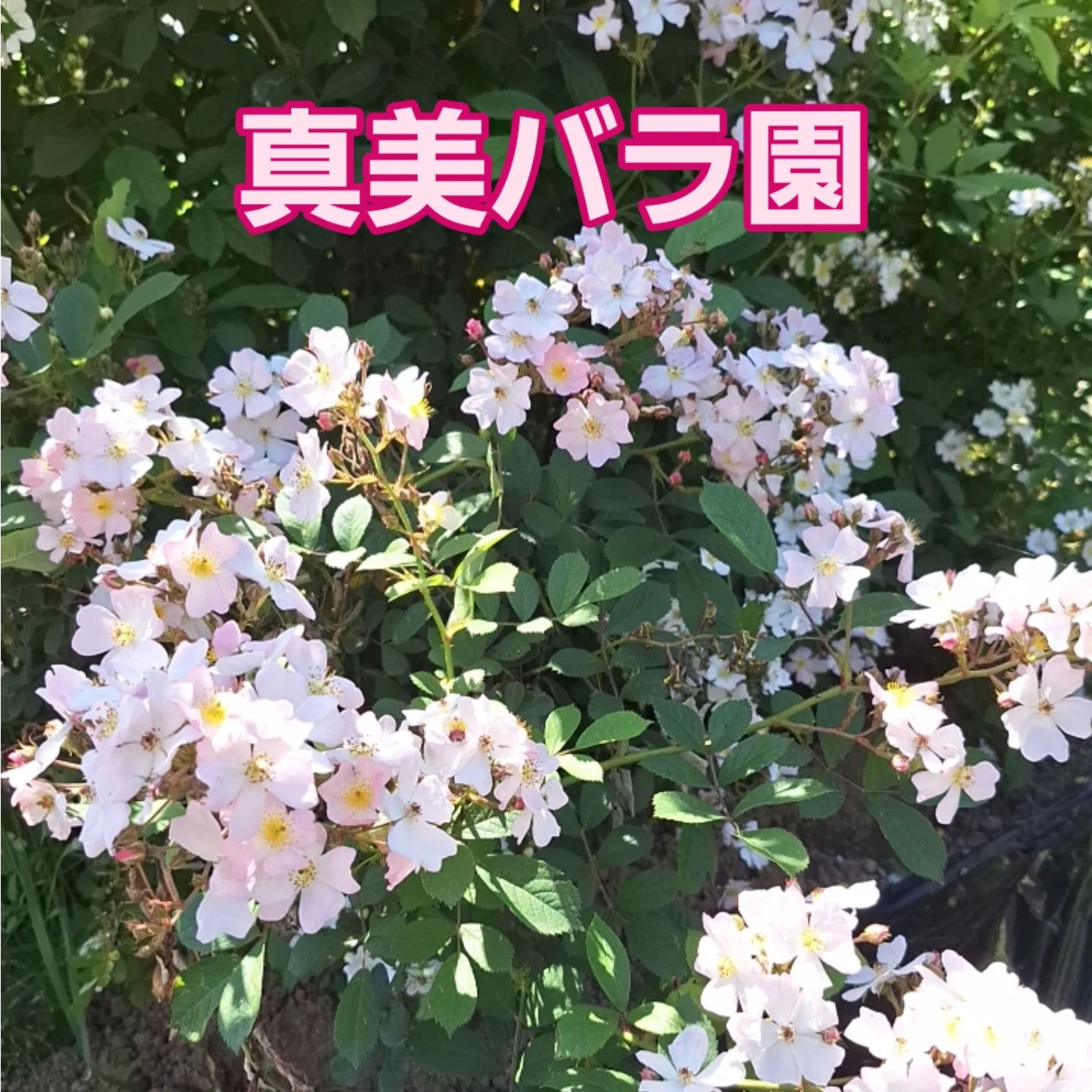 の画像